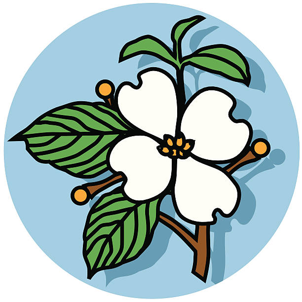 dogwood flower icon vector art illustration