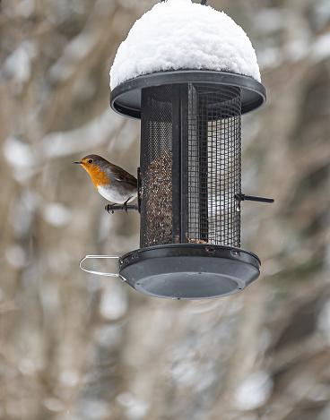 Robin (erithacus rubecula) at the bird feeding in winter. The photo was taken after an unexpected snowfall at the end of April 2023.