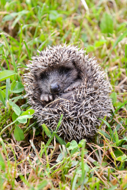 istock European Hedgehog Mammal Animal rat mouse 1650807412