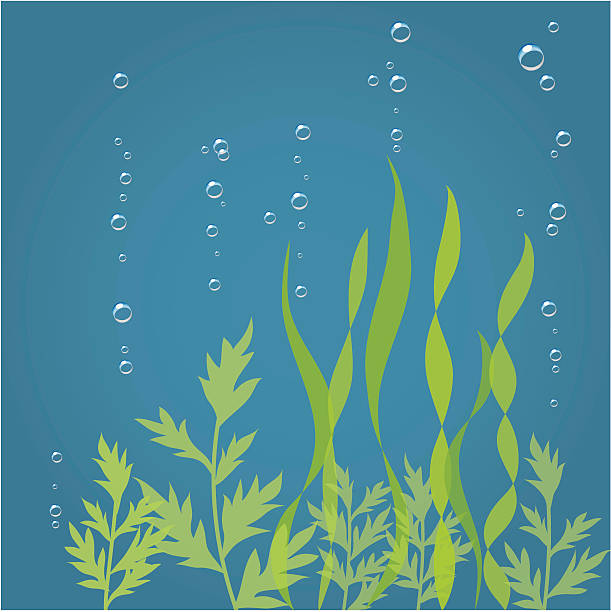 ภาพประกอบสต็อกที่เกี่ยวกับ “สาหร่ายทะเล - seaweed”