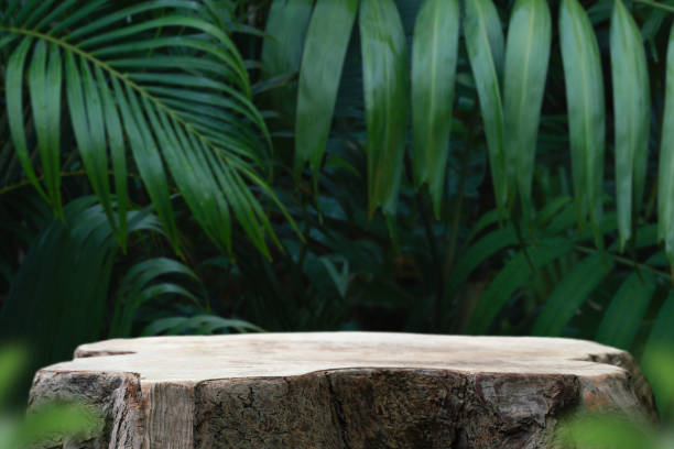 Wood tabletop counter podium floor in outdoors tropical garden forest blurred green palm leaf plant nature background.Natural product placement pedestal stand display,summer jungle paradise concept. tablero de madera de mesa piso de podio en el bosque de jardín tropical al aire libre borroso verde hoja de palma planta naturaleza fondo. exhibición de soporte de pedestal de colocación de productos naturales, concepto de paraíso de la selva de verano