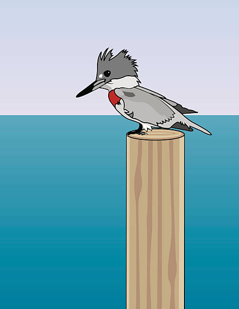Belted Kingfisher Kingfisher. AI vs 10 and large 300dpi jpg included. pics of belted kingfisher stock illustrations