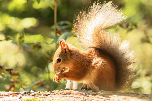 istock A young wild squirrel with a fluffy tail sits on an old tree trunk eating seeds. 1650810289