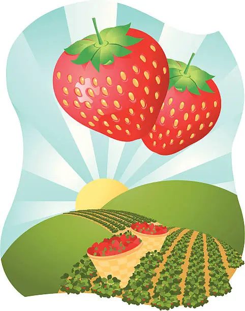 Vector illustration of Strawberry fields