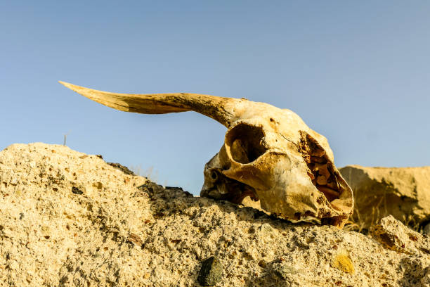 istock Dry Goat Skull Bone, Goat Skull background in the desert 1650814771