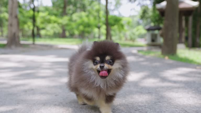 Pomeranian walking on the pavement in the park.