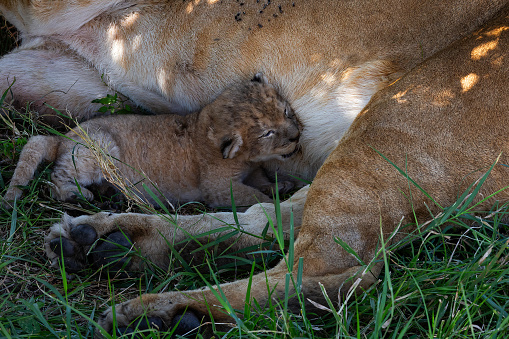Newborn lion cub sucks milk from its mother's breast. Eye hasn't opened yet.