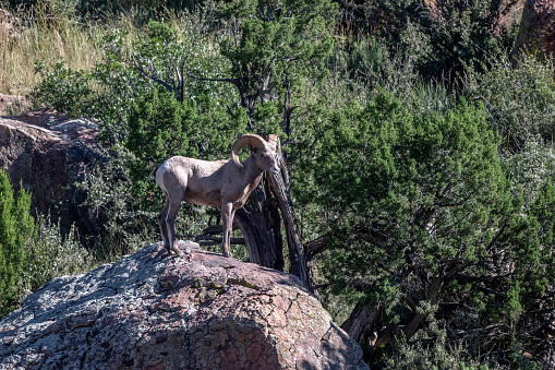 Big Horn ram stands majestically on large boulder in the famous Garden of the Gods made up of unique massive, tall sandstone geological formations in Colorado Springs, Colorado in western USA of North America.