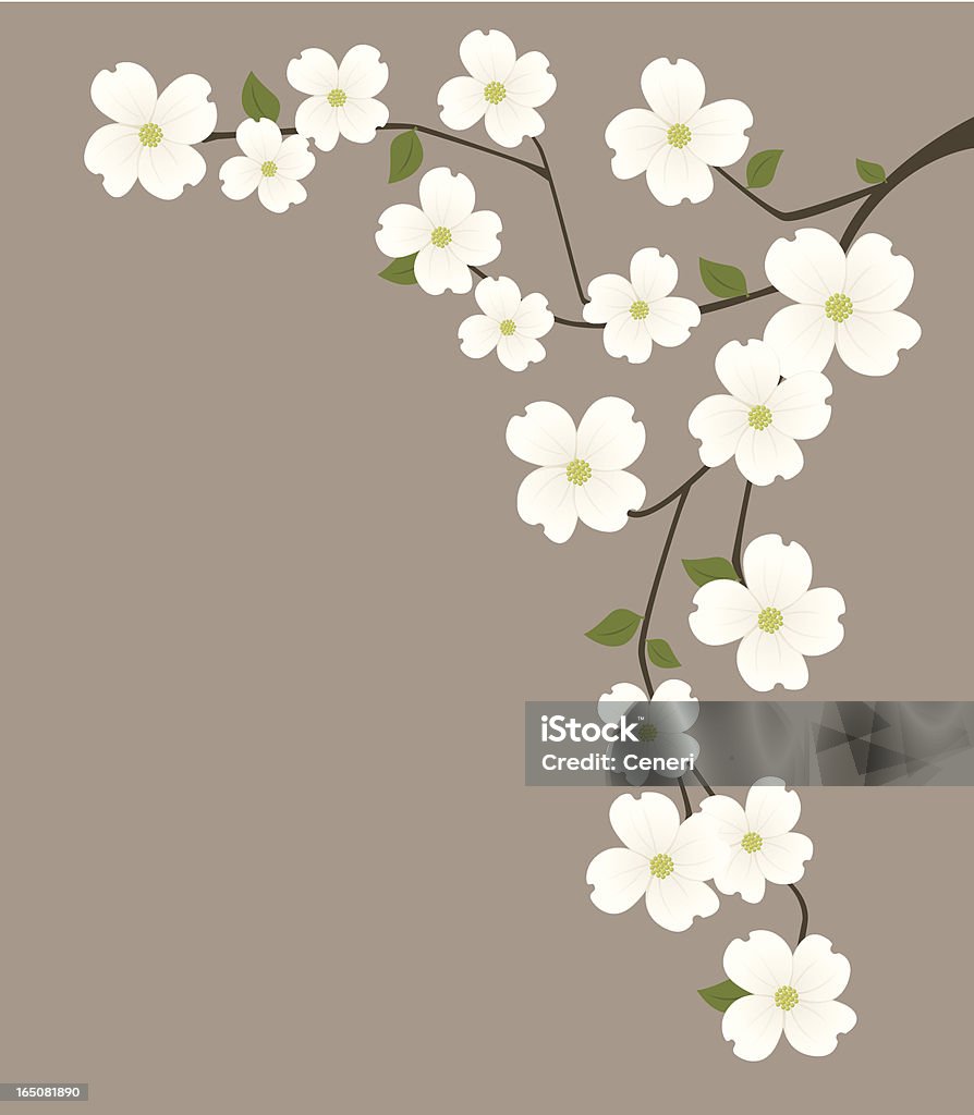 dogwood - Lizenzfrei Blume Vektorgrafik