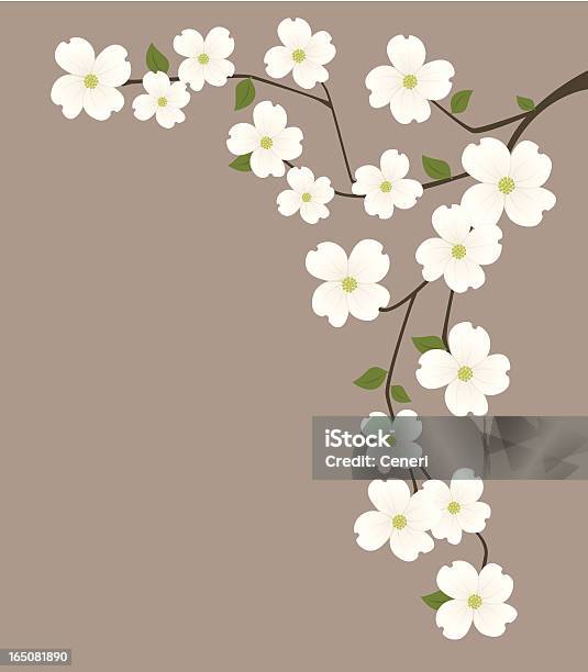 Dogwood Stock Vektor Art und mehr Bilder von Blume - Blume, Weiß, Hartriegel