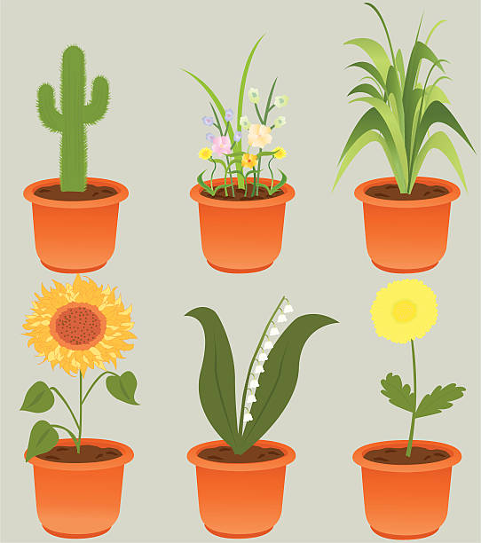 ilustrações, clipart, desenhos animados e ícones de planta variedade de pacotes - flower pot potted plant cactus single flower