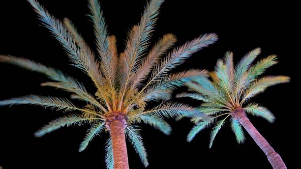 istock Palm Trees Leafs Moving on Wind at Night Time Lapse 1650825584
