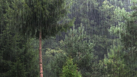 Heavy Rainfall Forest Trees