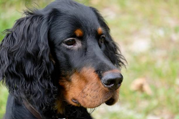 istock Portrait of a 5-months old Gordon Setter 1650826739