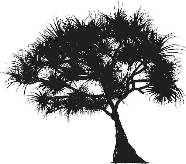 Pandanus Outline A black vector silhoutte of a coastal pandanus tree. australian trees stock illustrations