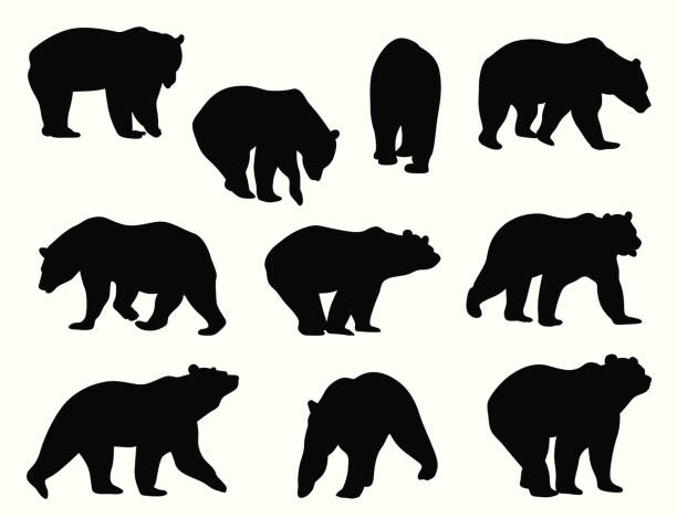 ilustraciones, imágenes clip art, dibujos animados e iconos de stock de grizzlybears - oso