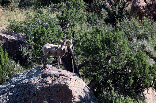 a pair of Rams fight for dominance near Gardiner, Montana