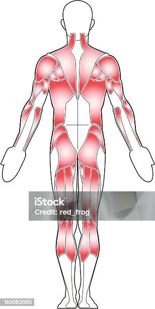 Corpo Masculino Vista De Trás - Arte vetorial de stock e mais imagens de Anatomia - Anatomia, Beleza, Corpo humano