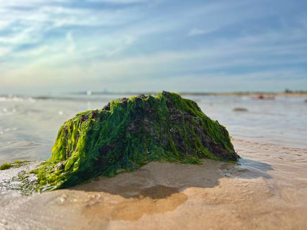 istock Seaweed over a rock at Blyth 1650831048