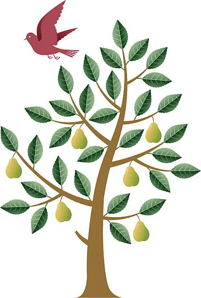Vector illustration of Pear tree