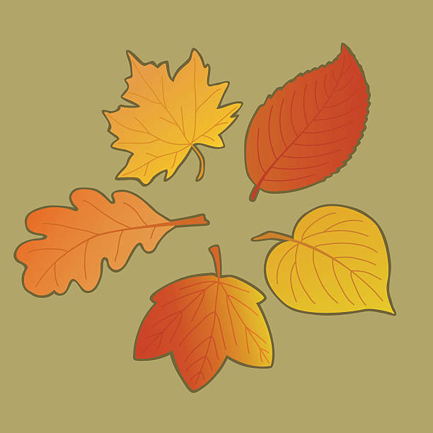 Five Autumn Leaves vector art illustration