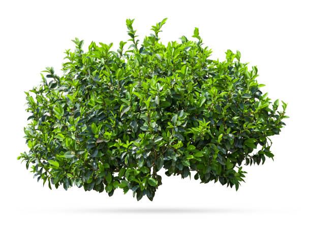 istock Tropical plant flower bush shrub tree isolated on white background with clipping path. 1650833736