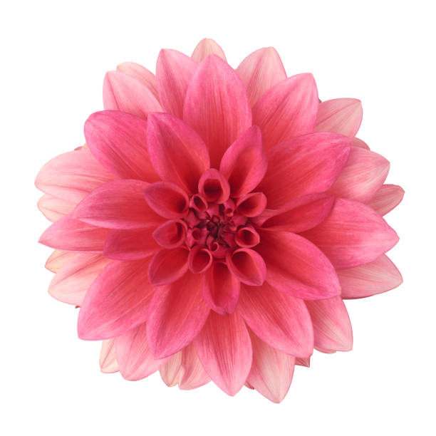 istock pink dahlia flower isolated on white background 1650835858