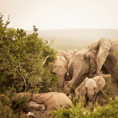 Distressed African Elephants mourning a dead family member with trunks extended