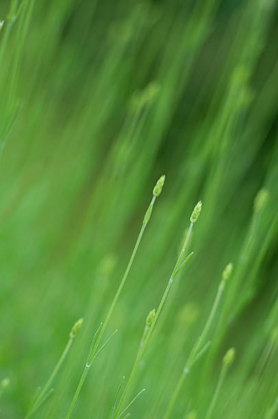 perennial 잔디 - perennial selective focus vertical tilt 뉴스 사진 이미지