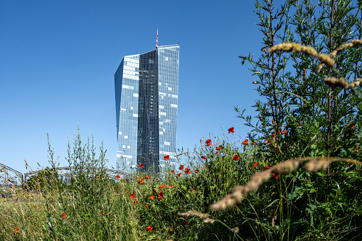 Frankfurt, Germany - June 14, 2023: low angle view on tower of European Central Bank behind wild flowers on meadow under blue sky