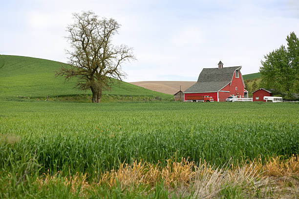 istock American farmland 165084414