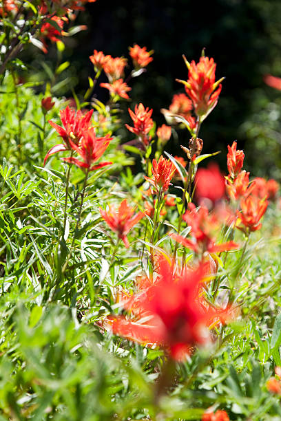 istock Wildflower Paint Brush in full bloom 165084512