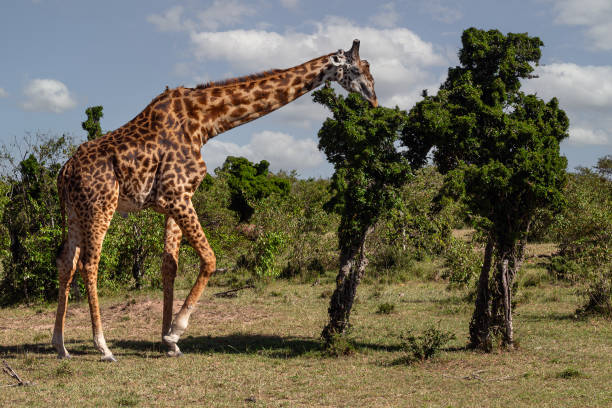 Giraffe Feeding in wildlife