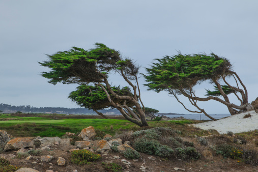 Cypress trees along the Pacific Coast at Pebble Beach, Ca are sculpted by the wind.