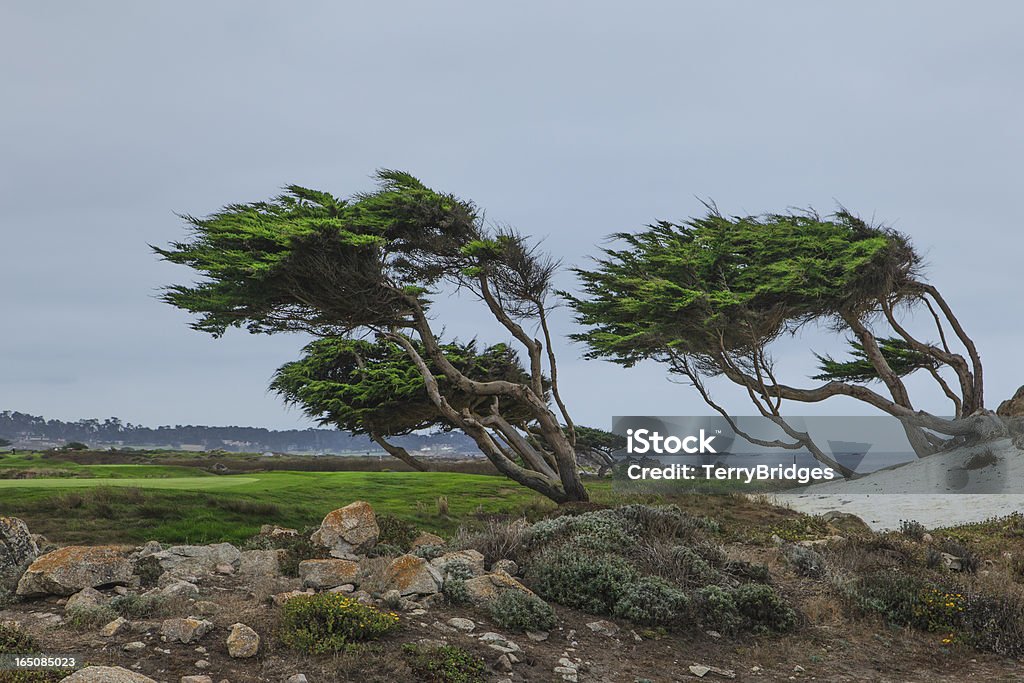 Windblown trees at Pebble Beach Ca. Cypress trees along the Pacific Coast at Pebble Beach, Ca are sculpted by the wind. Pebble Beach - California Stock Photo
