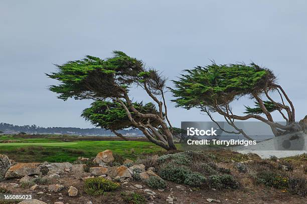 Windblown Trees At Pebble Beach Ca Stock Photo - Download Image Now - Pebble Beach - California, Golf, Cypress Tree