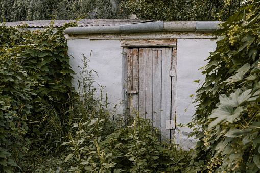 Abandoned outbuilding in an overgrown garden