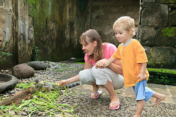 rodzina karmienia iguany - iguana family zdjęcia i obrazy z banku zdjęć