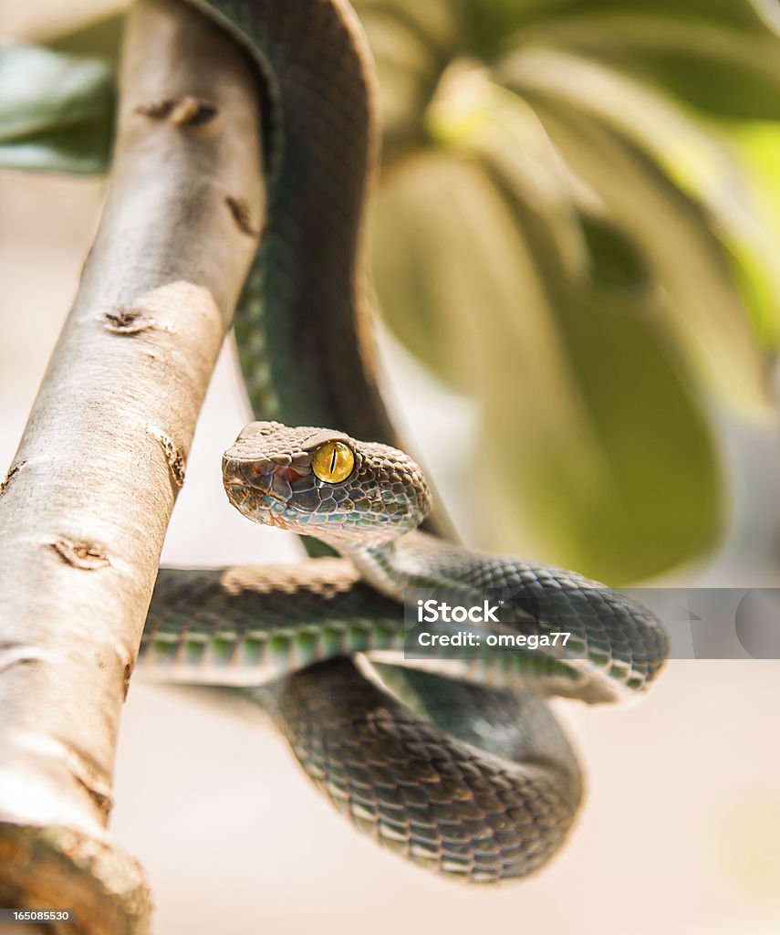 Green pit viper Close up of  Green pit viper (Poisonous Green Snake) Animal Stock Photo