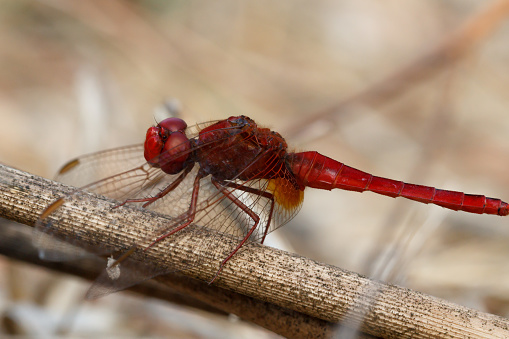 Dragonfly Crocothemis erythraea perched on twig above ground in Albufera de Gainaes, Spain