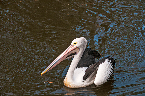 Australian Pelican swimming in small pond