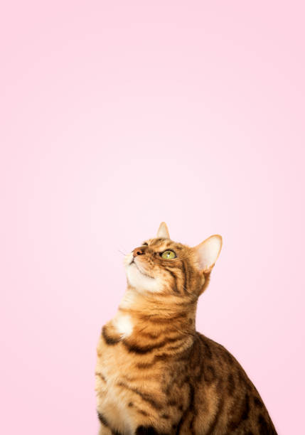 istock Bengal cat looks up with interest. 1650855514