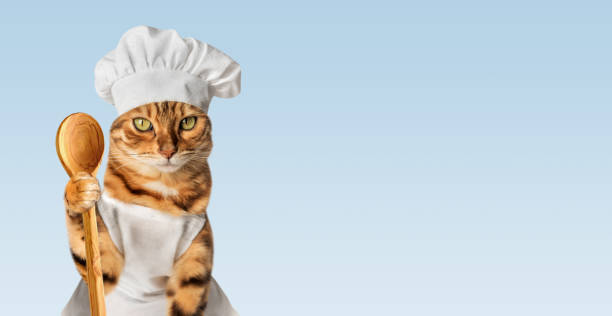 istock Red cat - a cook against a blue wall. 1650855526