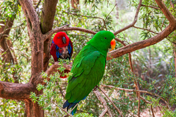 Male and Female Eclectus Parrots Male and Female Eclectus Parrots perching on small tree branches eclectus parrot australia stock pictures, royalty-free photos & images