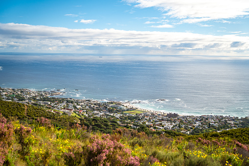 View of Camps bay from Kloof Corner hike at sunset in Cape Town, Western Cape, South Africa, Africa