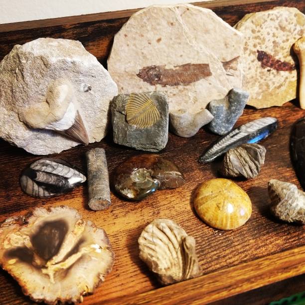 fósiles 06 - paleobiology fotografías e imágenes de stock
