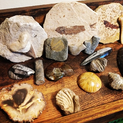 random fossils: fish, blastoise, teeth, crinoids, orthoceras