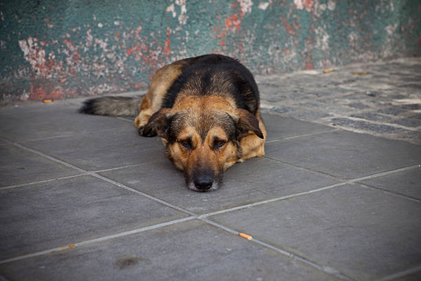 Hang Dog expression stock photo