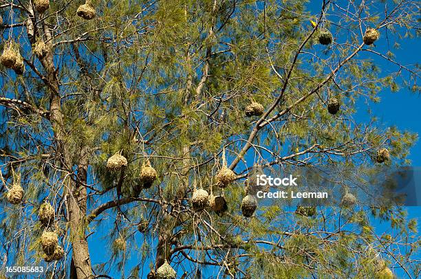Nests ケープウィーバーの鳥 - アフリカのストックフォトや画像を多数ご用意 - アフリカ, ケープウィーバー, ハタオリドリ