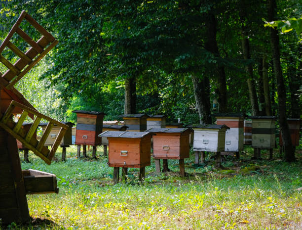 istock Wooden hives. The forest ecological apiary. 1650859679
